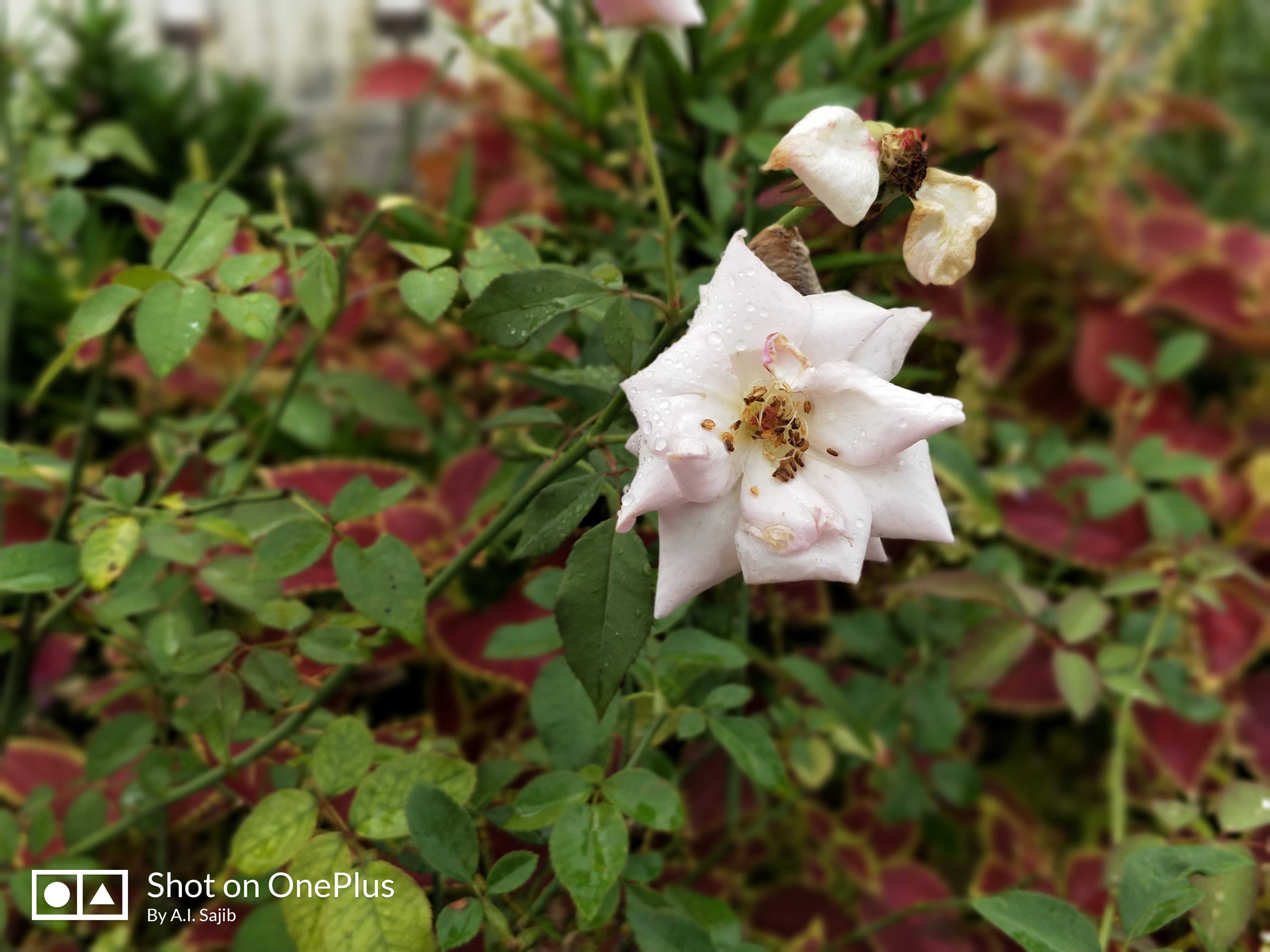 IMG_20170928_134833_Bokeh